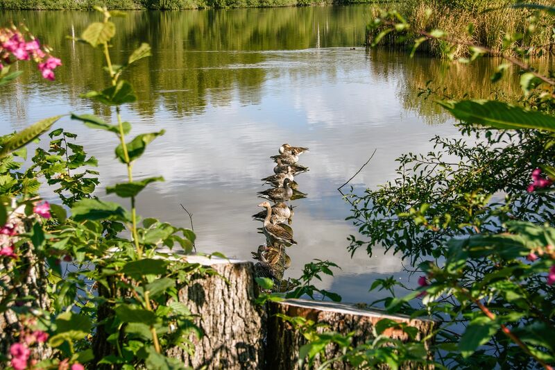 Biotope und Stillgewässer